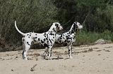 DALMATIEN 277